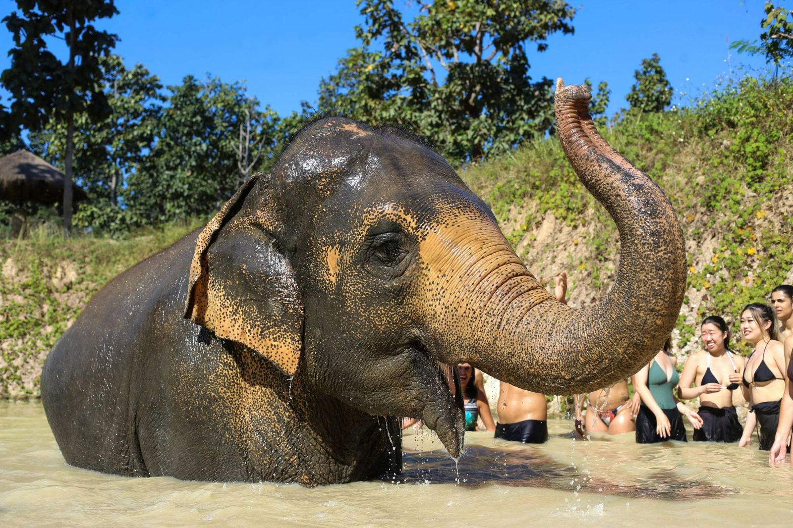 An elephant standing chest-deep in a jungle river raises its trunk while a group of guests wade and laugh alongside it, Chiang Mai