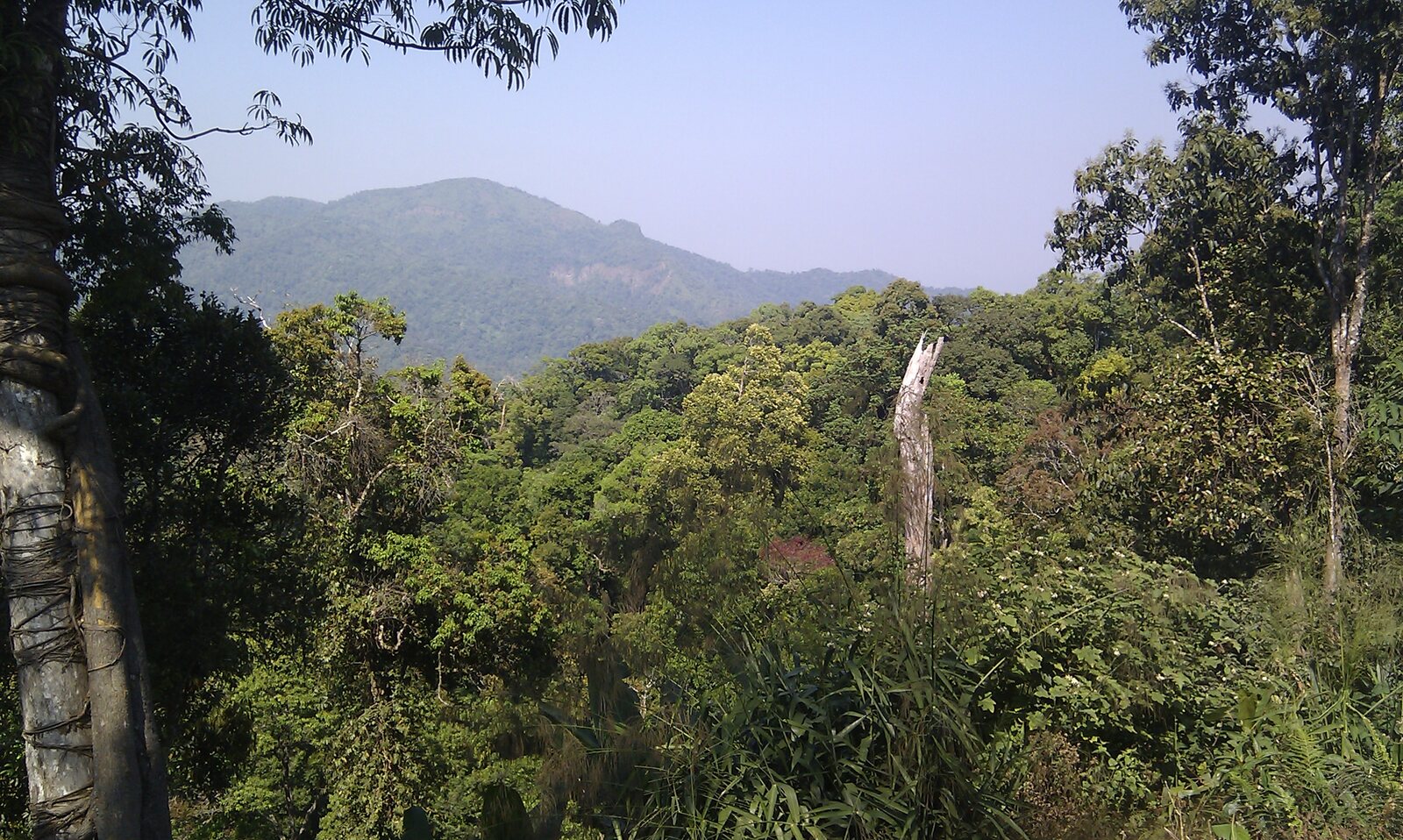 Rainforest canopy in the foreground with a hazy forested ridge behind, Kaeng Krachan