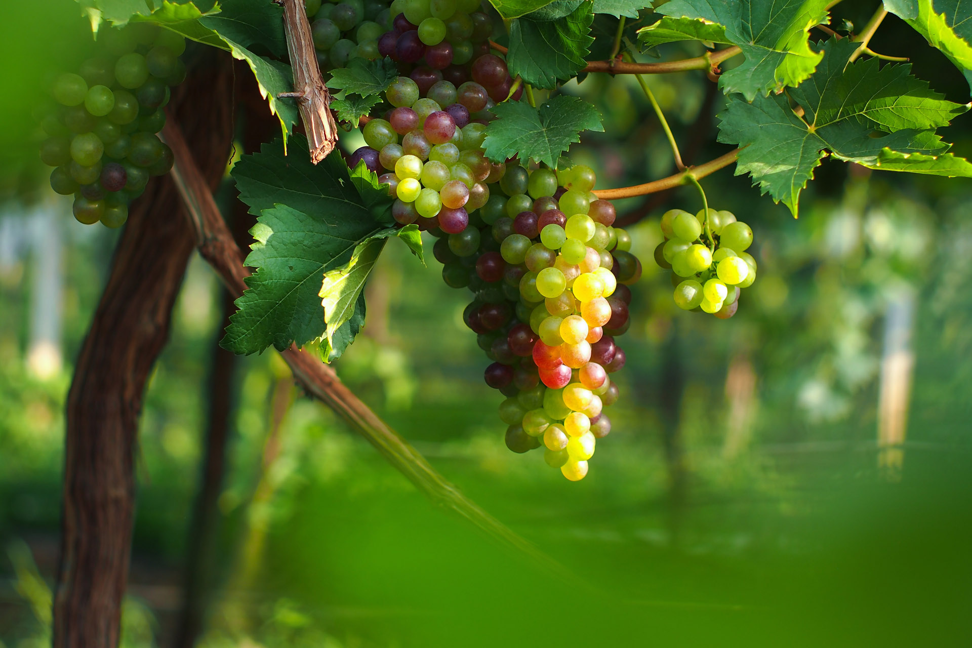 Khao Yai Wine Country