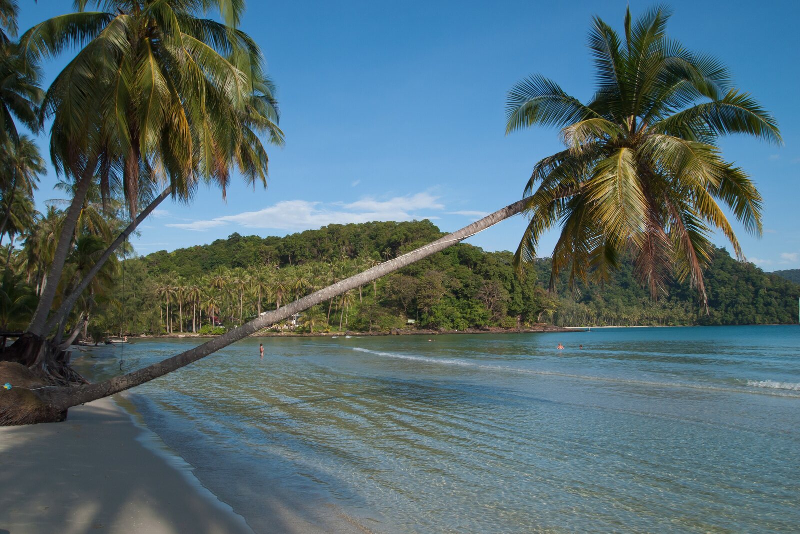 A leaning coconut palm over a shallow lagoon with swimmers, Koh Kood