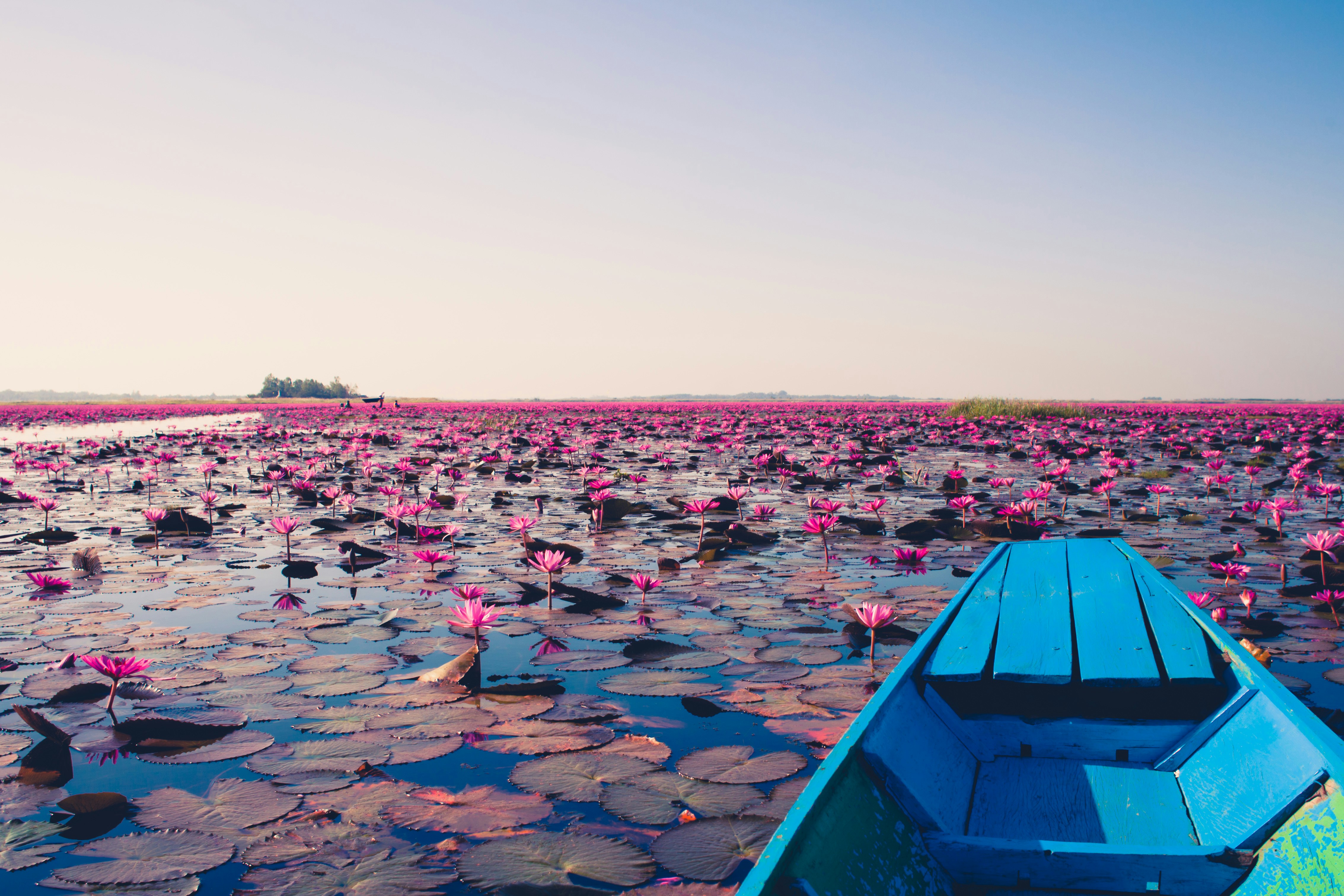 A wooden boat's bow crossing a lake carpeted with pink lotus flowers in flower and their round leaves, stretching to the horizon under a pale morning sky.