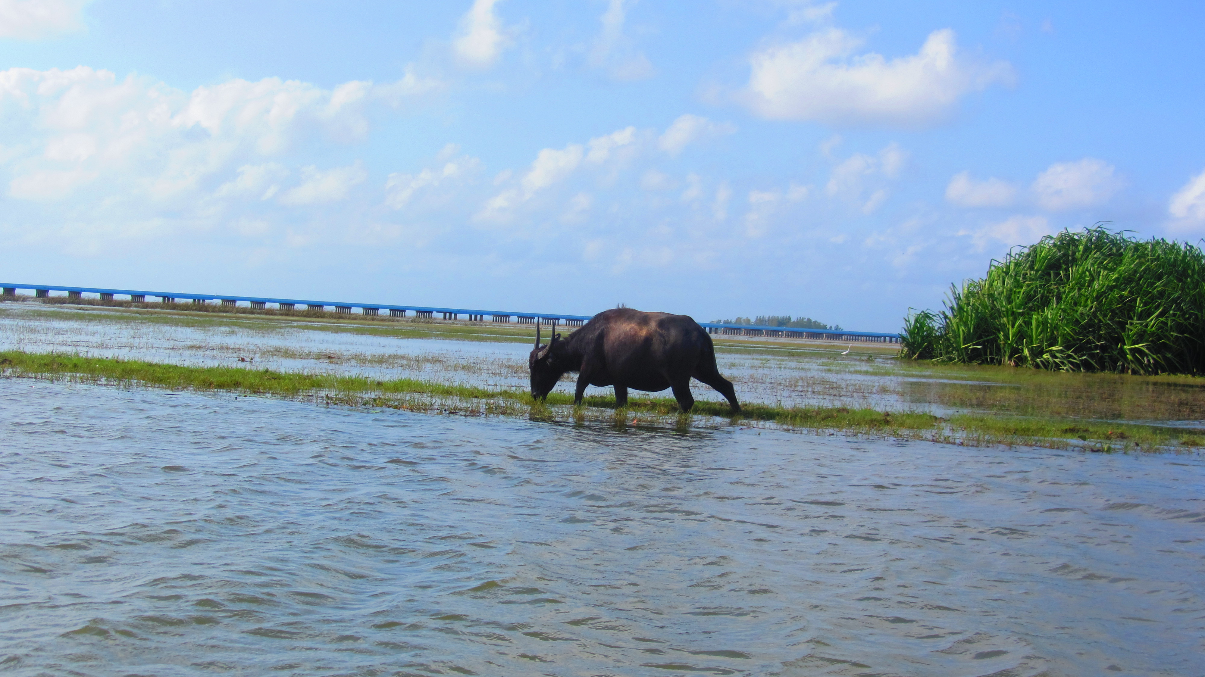 A water buffalo grazing at the flooded edge of a shallow lake, egrets nearby, a long low causeway bridge crossing the water in the distance and reed beds to one side.