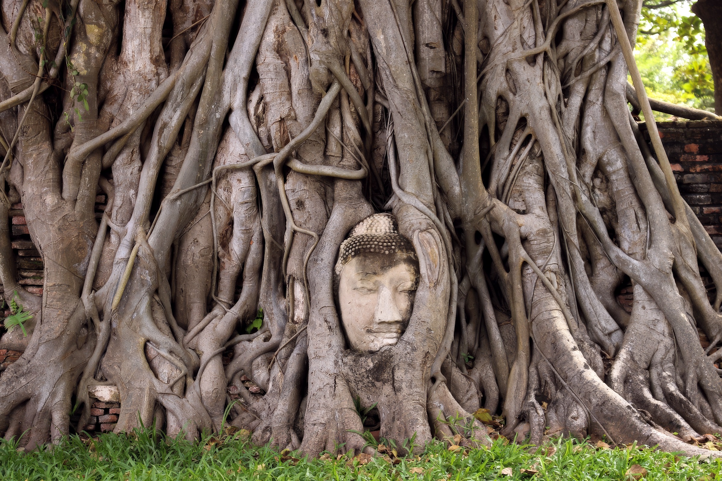 The stone Buddha head grown into the roots of a bodhi tree at Wat Mahathat, Ayutthaya