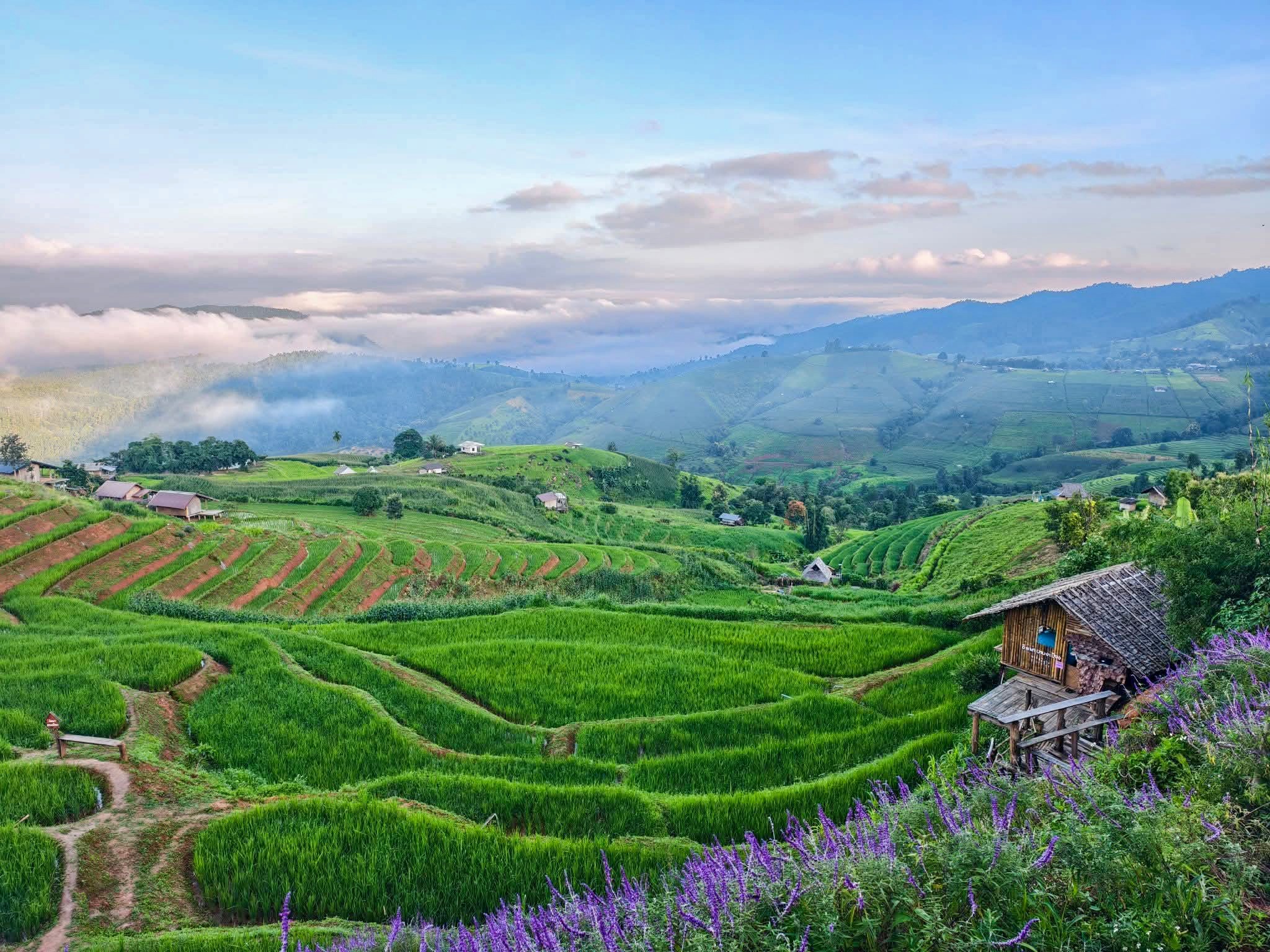 Rice terraces at dawn with low mist over the hills, northern Thailand