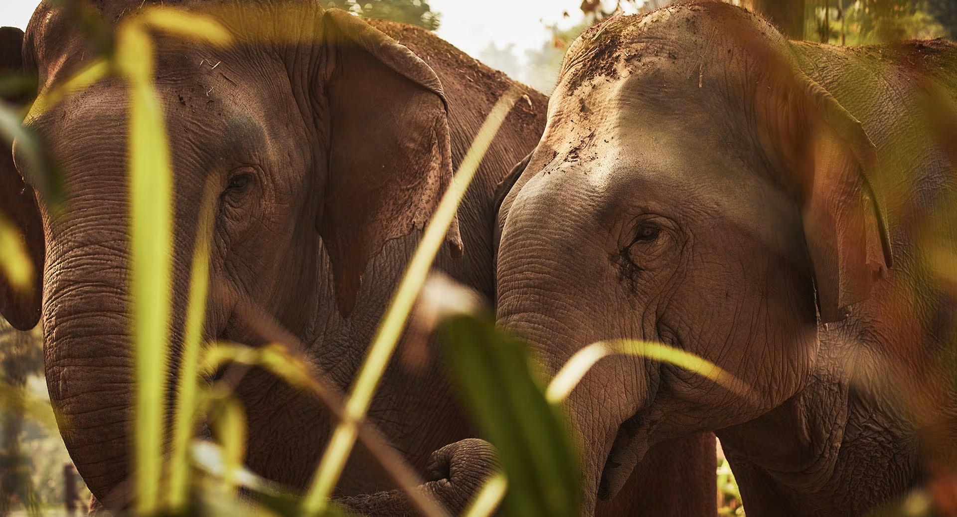 Two elephants together in long grass, Golden Triangle