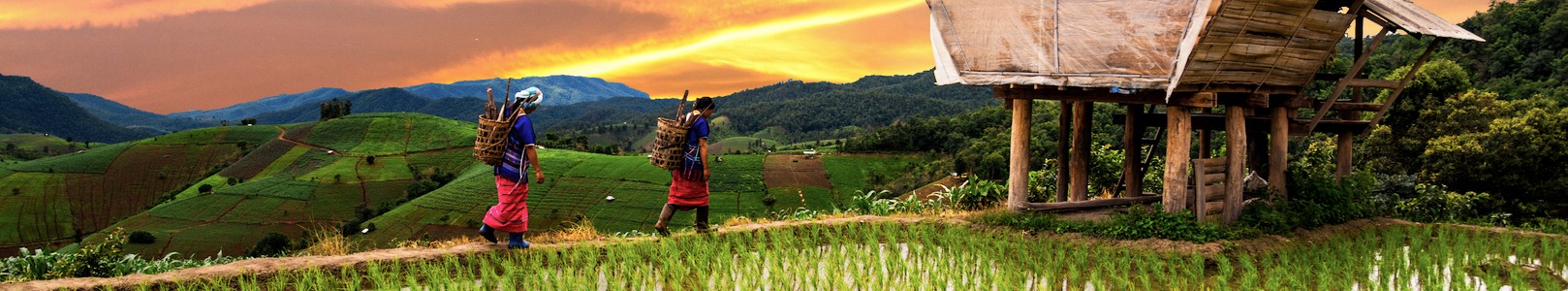 Two women carrying baskets along hillside terraces at sunset, northern Thailand