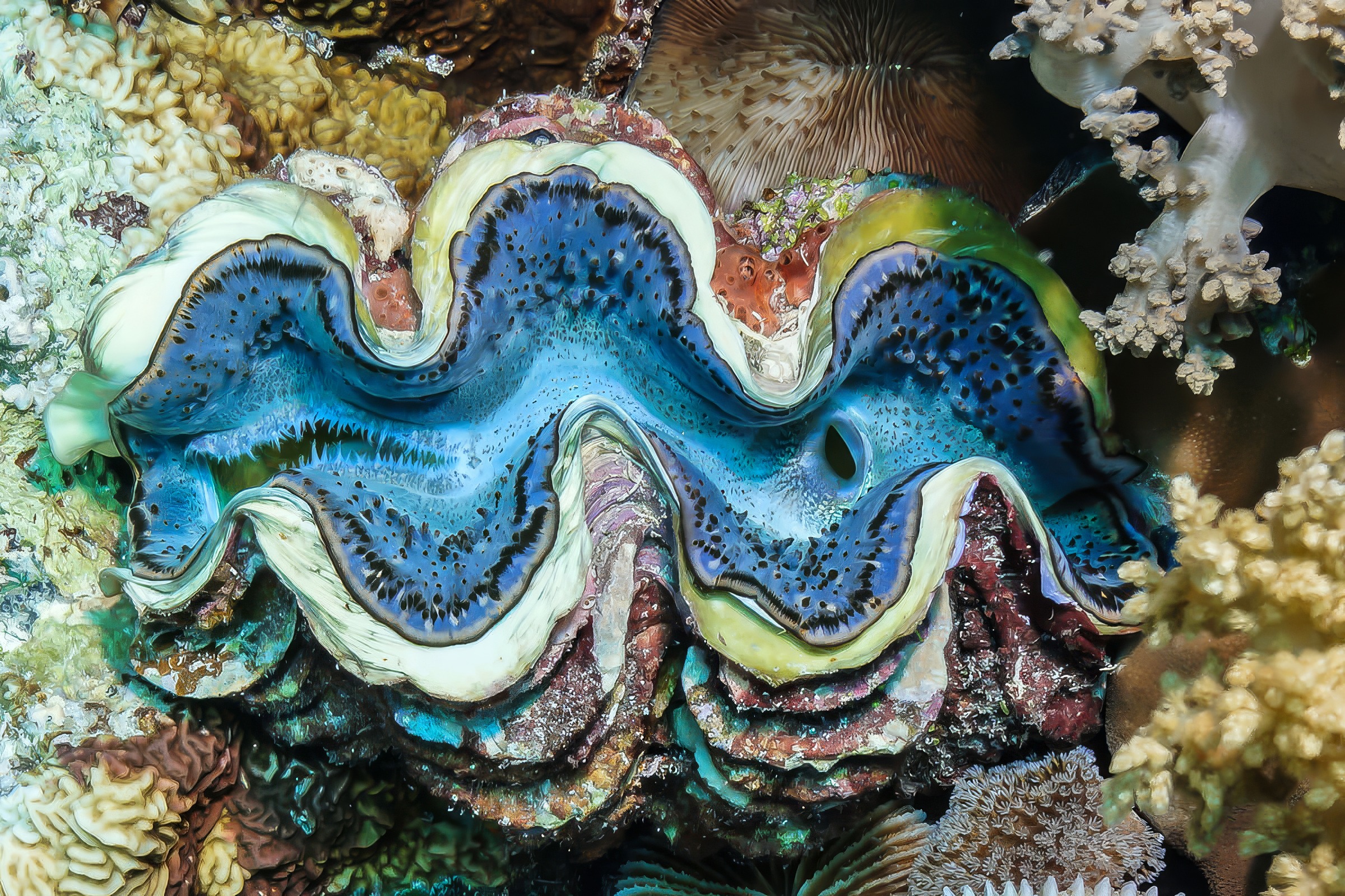 A giant clam set among coral, Koh Tao