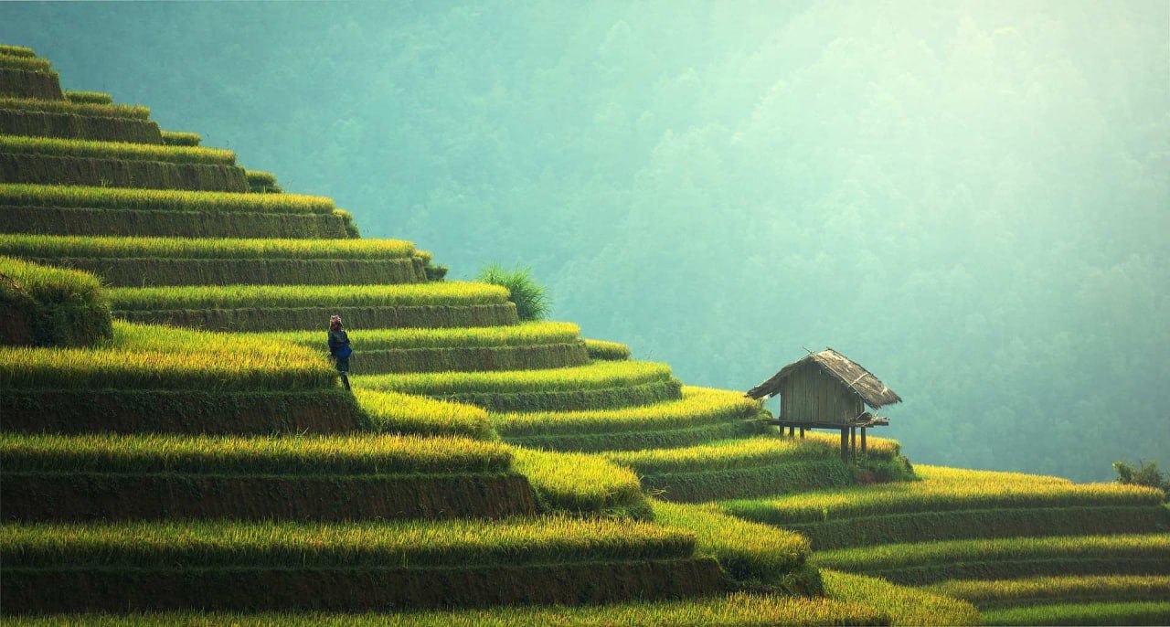 Terraced rice fields stepping down a misty hillside, a field hut among them
